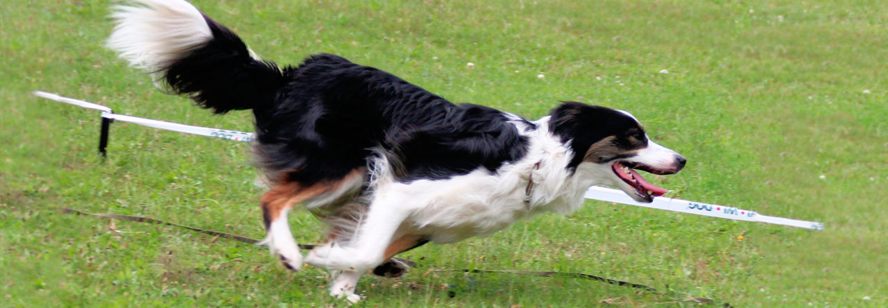 Animal Movement, Animal Chiropractic